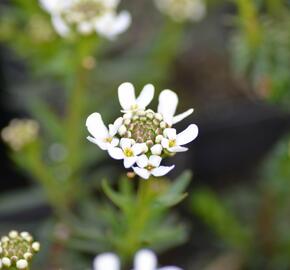 Iberka vždyzelená M1 - Iberis sempervirens M1