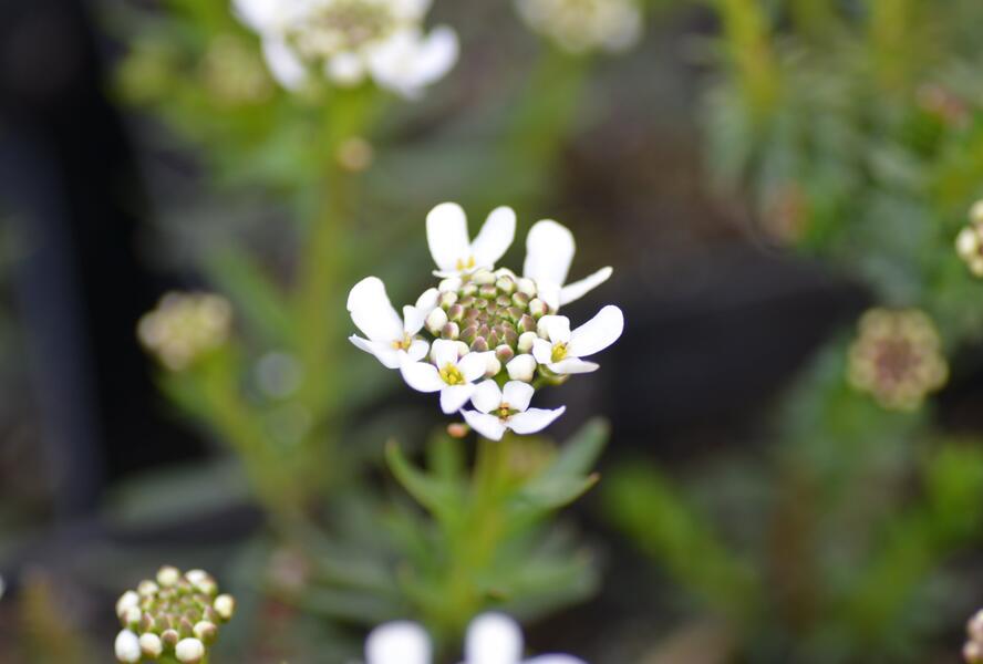 Iberka vždyzelená M1 - Iberis sempervirens M1