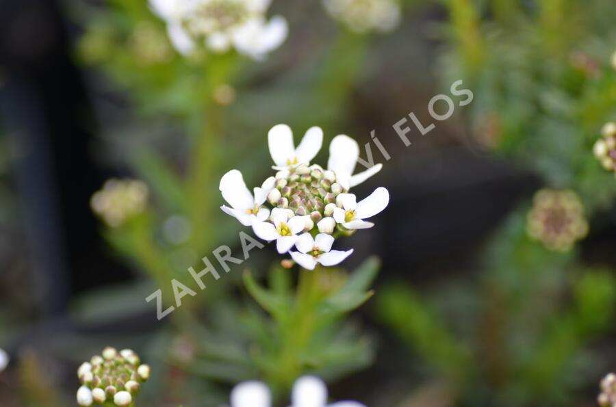 Iberka vždyzelená M1 - Iberis sempervirens M1