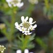 Iberka vždyzelená M1 - Iberis sempervirens M1