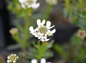 Iberka vždyzelená M1 - Iberis sempervirens M1