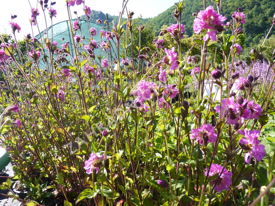 Silenka dvoudomá 'Rosea Plena' - Silene dioica 'Rosea Plena'