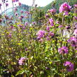 Silenka dvoudomá 'Rosea Plena' - Silene dioica 'Rosea Plena'