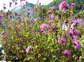 Silenka dvoudomá 'Rosea Plena' - Silene dioica 'Rosea Plena'