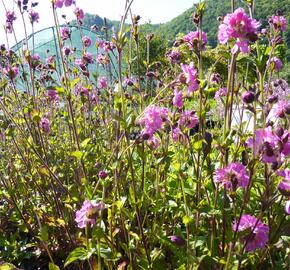 Silenka dvoudomá 'Rosea Plena' - Silene dioica 'Rosea Plena'