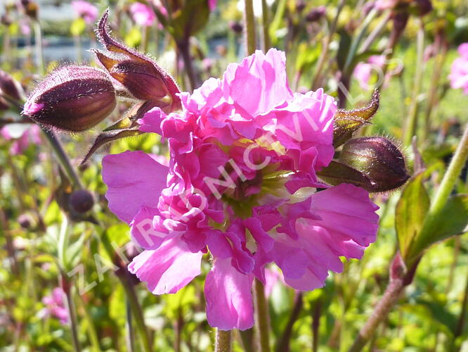 Silenka dvoudomá 'Rosea Plena' - Silene dioica 'Rosea Plena'