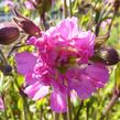 Silenka dvoudomá 'Rosea Plena' - Silene dioica 'Rosea Plena'