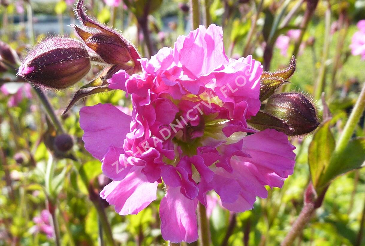 Silenka dvoudomá 'Rosea Plena' - Silene dioica 'Rosea Plena'