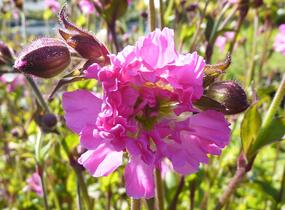 Silenka dvoudomá 'Rosea Plena' - Silene dioica 'Rosea Plena'