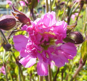 Silenka dvoudomá 'Rosea Plena' - Silene dioica 'Rosea Plena'