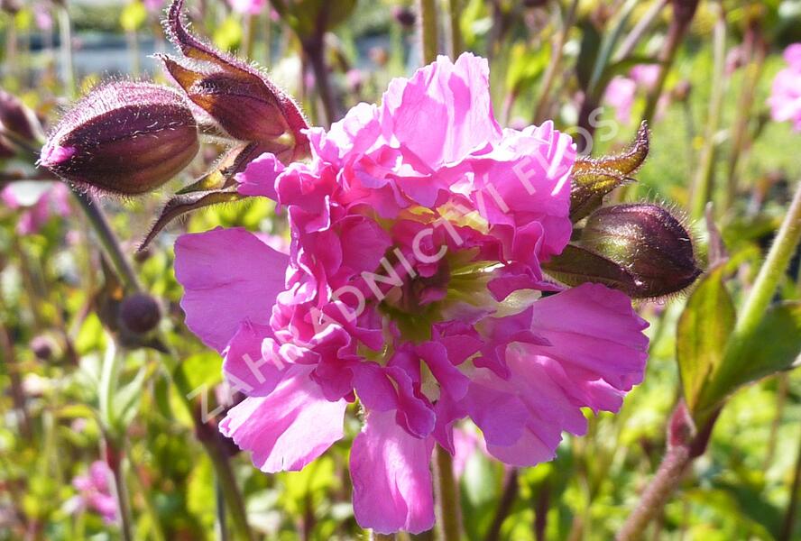 Silenka dvoudomá 'Rosea Plena' - Silene dioica 'Rosea Plena'