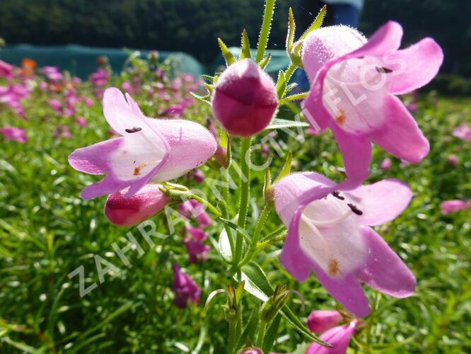 Dračík 'Sunburst Ruby' - Penstemon x mexicali 'Sunburst Ruby'