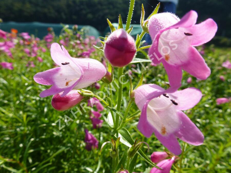 Dračík 'Sunburst Ruby' - Penstemon x mexicali 'Sunburst Ruby'