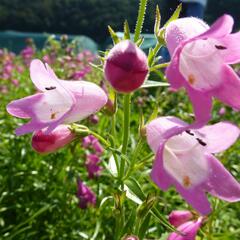 Dračík 'Sunburst Ruby' - Penstemon x mexicali 'Sunburst Ruby'