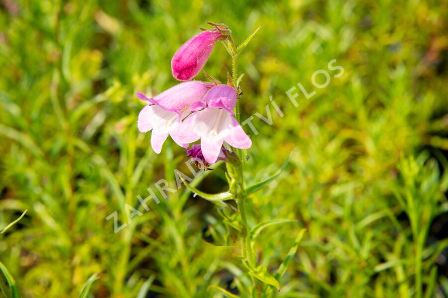 Dračík 'Sunburst Ruby' - Penstemon x mexicali 'Sunburst Ruby'