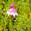 Dračík 'Sunburst Ruby' - Penstemon x mexicali 'Sunburst Ruby'