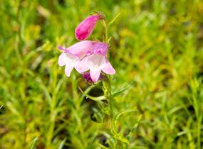 Dračík 'Sunburst Ruby' - Penstemon x mexicali 'Sunburst Ruby'