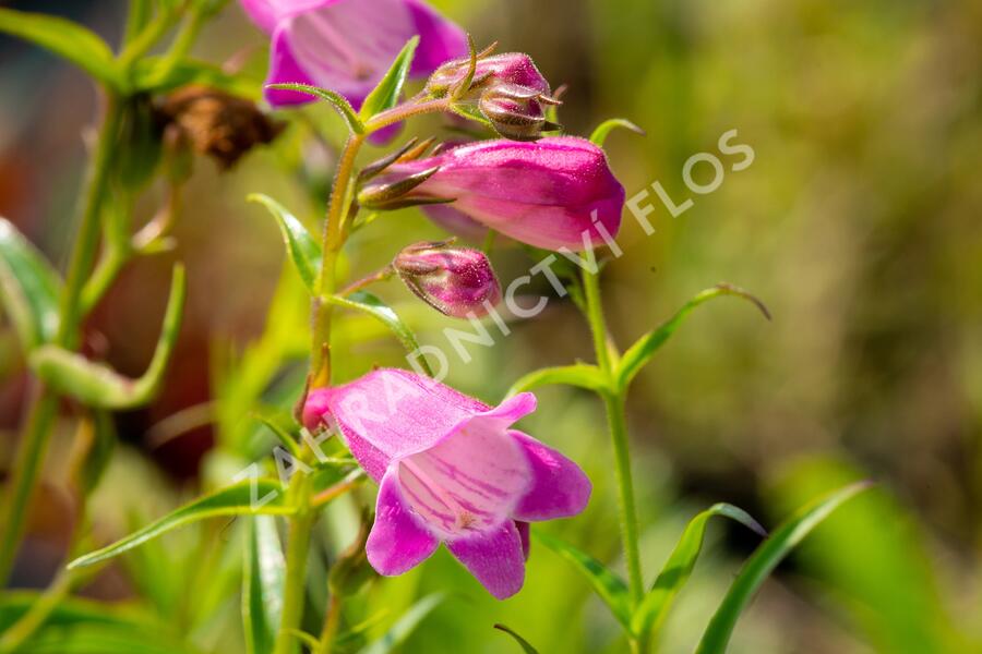 Dračík 'Sunburst Ruby' - Penstemon x mexicali 'Sunburst Ruby'