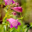 Dračík 'Sunburst Ruby' - Penstemon x mexicali 'Sunburst Ruby'