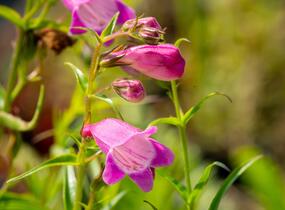 Dračík 'Sunburst Ruby' - Penstemon x mexicali 'Sunburst Ruby'