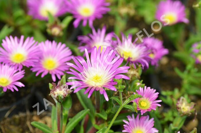 Kosmatec - Delosperma sutherlandii