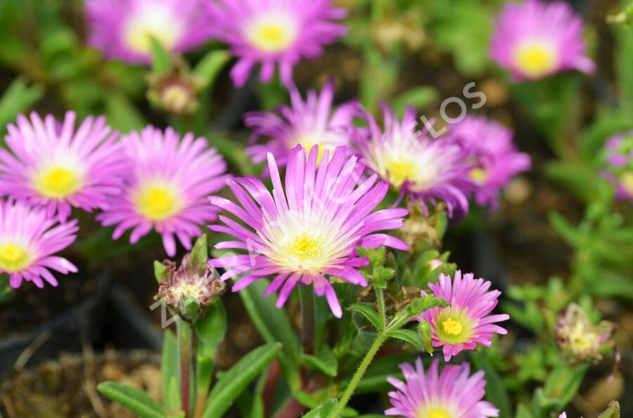 Kosmatec - Delosperma sutherlandii