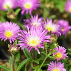 Kosmatec - Delosperma sutherlandii