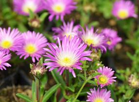 Kosmatec - Delosperma sutherlandii