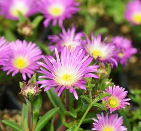 Kosmatec - Delosperma sutherlandii