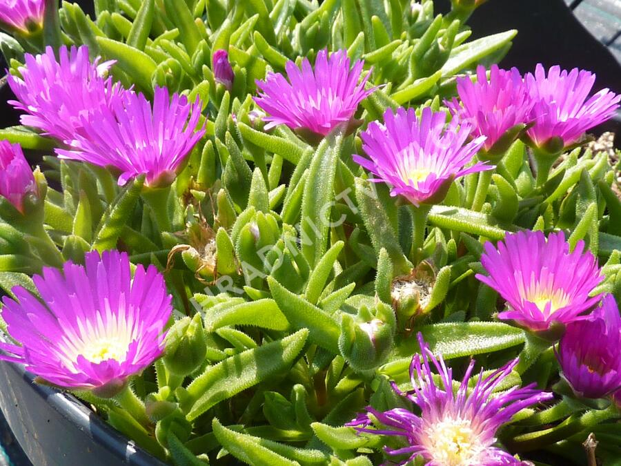Kosmatec - Delosperma sutherlandii