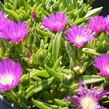 Kosmatec - Delosperma sutherlandii