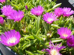Kosmatec - Delosperma sutherlandii