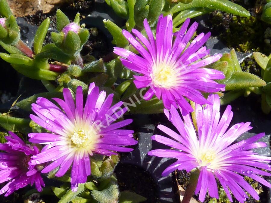 Kosmatec - Delosperma sutherlandii
