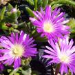 Kosmatec - Delosperma sutherlandii