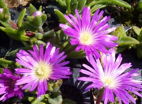 Kosmatec - Delosperma sutherlandii