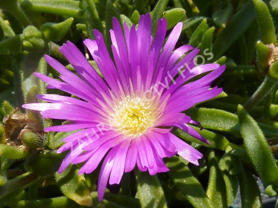 Kosmatec - Delosperma sutherlandii