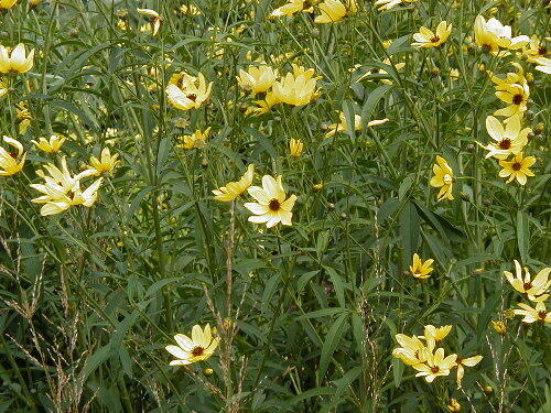 Krásnoočko trojkřídlé - Coreopsis tripteris