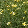 Krásnoočko trojkřídlé - Coreopsis tripteris