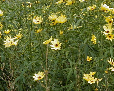 Krásnoočko trojkřídlé