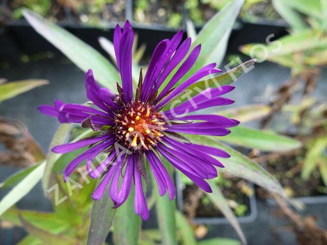 Hvězdnice novoanglická 'W. Bowman' - Aster novae-angliae 'W. Bowman'
