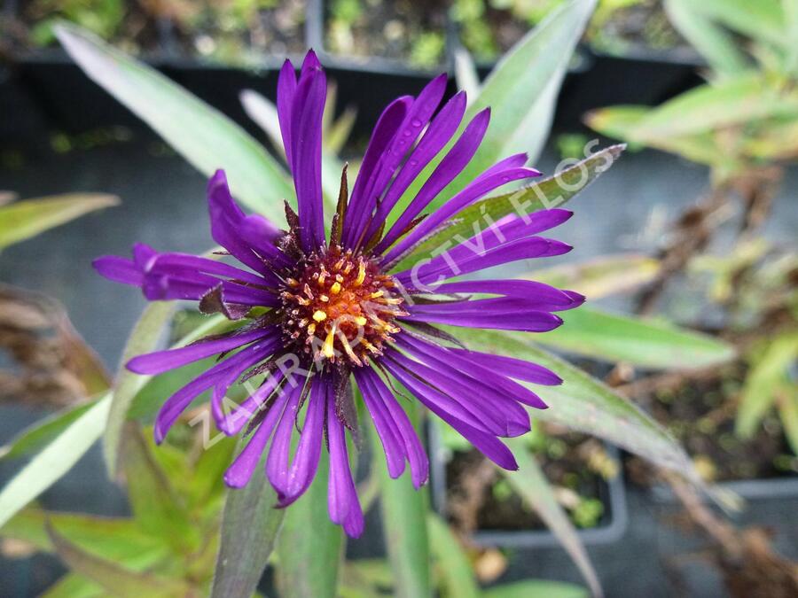 Hvězdnice novoanglická 'W. Bowman' - Aster novae-angliae 'W. Bowman'