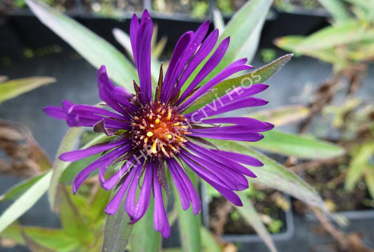 Hvězdnice novoanglická 'W. Bowman' - Aster novae-angliae 'W. Bowman'