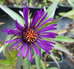 Hvězdnice novoanglická 'W. Bowman' - Aster novae-angliae 'W. Bowman'