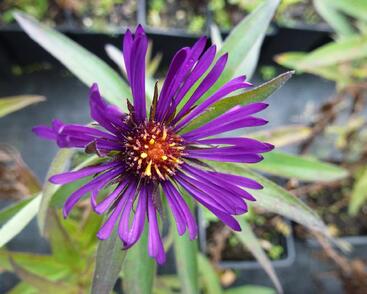 Hvězdnice novoanglická 'W. Bowman'