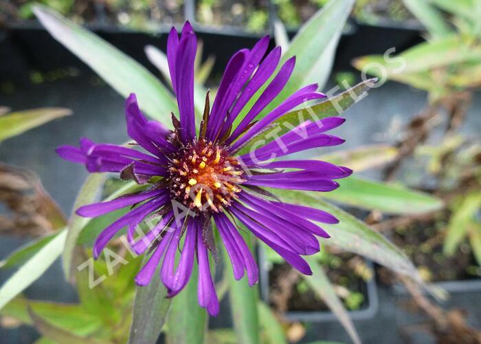 Hvězdnice novoanglická 'W. Bowman' - Aster novae-angliae 'W. Bowman'