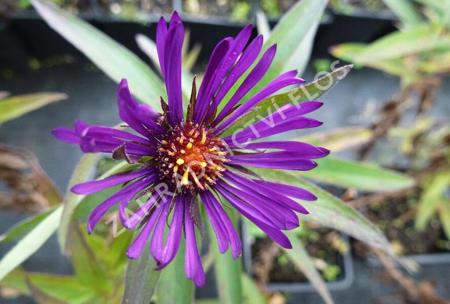 Hvězdnice novoanglická 'W. Bowman' - Aster novae-angliae 'W. Bowman'