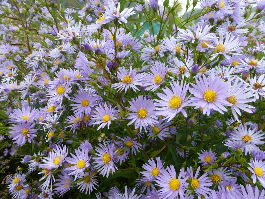 Hvězdnice hladká 'Novemberblau' - Aster laevis 'Novemberblau'