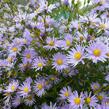 Hvězdnice hladká 'Novemberblau' - Aster laevis 'Novemberblau'