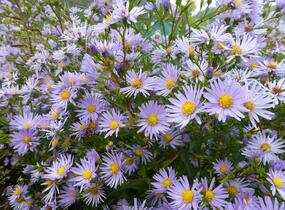 Hvězdnice hladká 'Novemberblau' - Aster laevis 'Novemberblau'