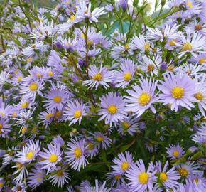 Hvězdnice hladká 'Novemberblau' - Aster laevis 'Novemberblau'